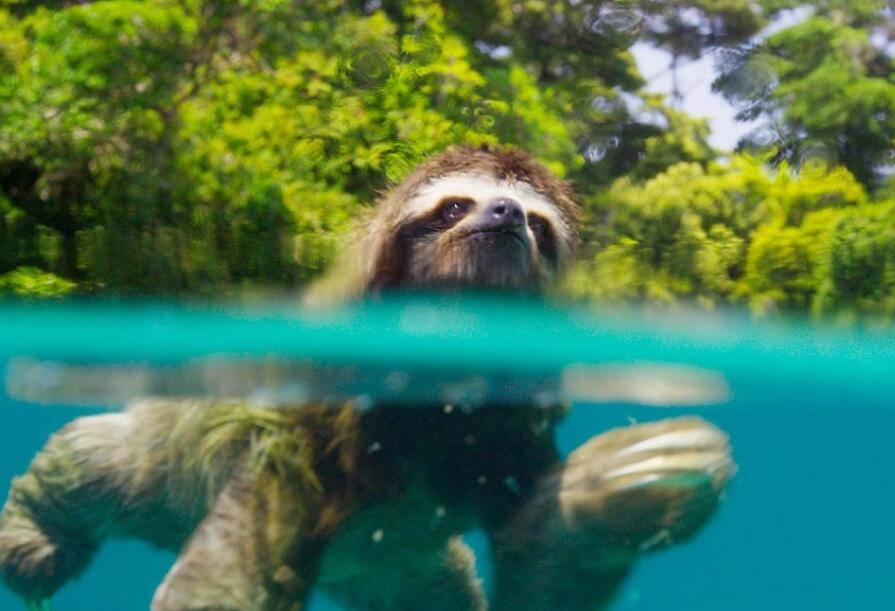 《planet earth 2》地球脈動第二季百度云下載