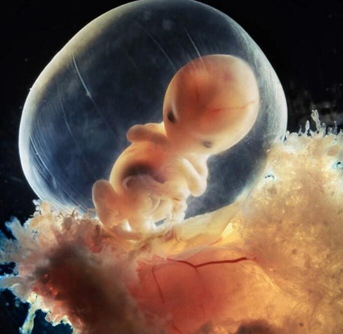 BBC《Wonders of Life生命的奇跡》中英字幕百度云下載