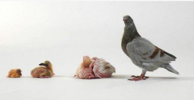 BBC《天才動物Ingenious Animals》紀(jì)錄片百度云下載